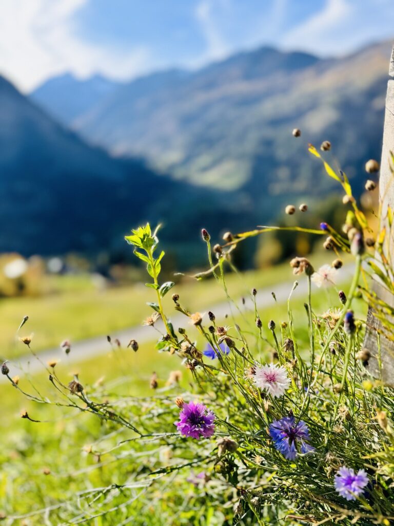 Wiesenblumen vor den Bergen